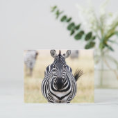 Zebra looking at you postkarte (Stehend Vorderseite)
