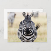 Zebra looking at you postkarte (Vorne/Hinten)