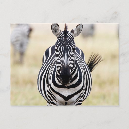 Zebra looking at you postkarte (Vorderseite)