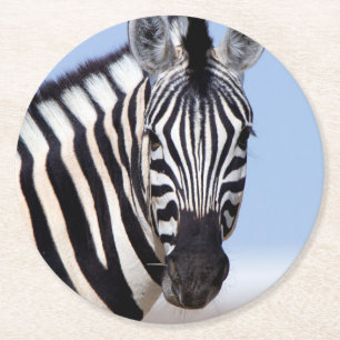 Zebra looking at you runder pappuntersetzer