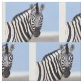 Zebra looking at you stoff (Nahaufnahme)