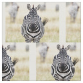 Zebra looking at you stoff (Nahaufnahme)