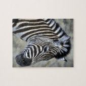 Zebra Lovers Geschenke Puzzle (Horizontal)