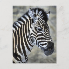 Zebra Lovers Kunstgeschenke Postkarte