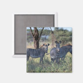Zebra Magnet (Vorderseite/Rückseite)
