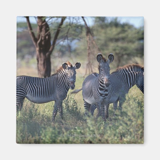 Zebra Magnet (Vorne)