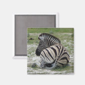Zebra Magnet (Vorderseite/Rückseite)