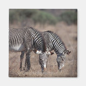 Zebra Magnet (Vorne)