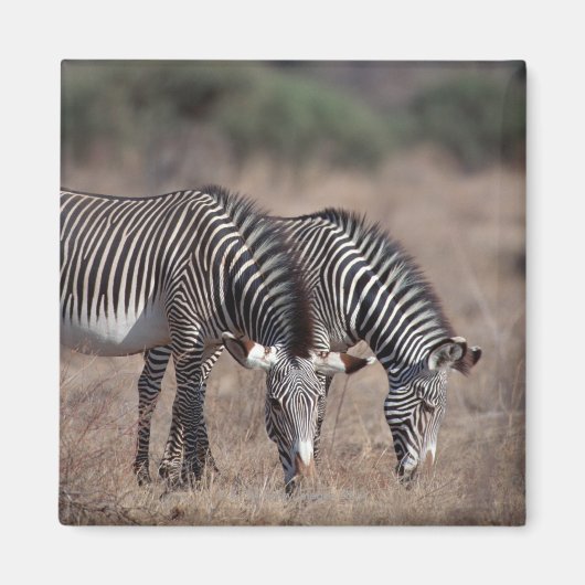 Zebra Magnet (Vorne)