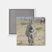 Zebra Magnet (Vorderseite/Rückseite)