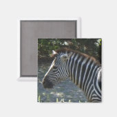 Zebra-Magnet Magnet (Vorderseite/Rückseite)