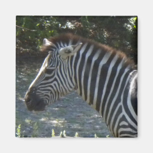 Zebra-Magnet Magnet