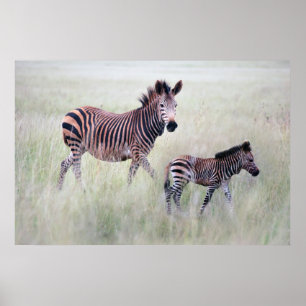 Zebra Mama und Baby Poster