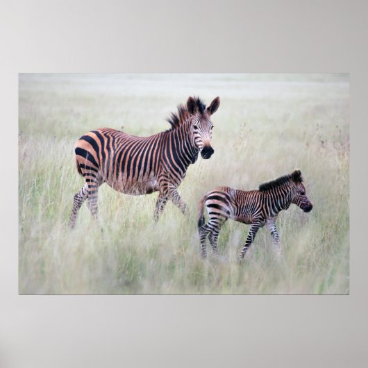 Zebra Mama und Baby Poster (Vorne)