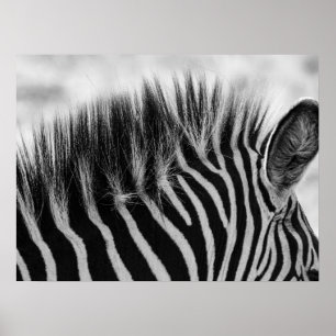 Zebra-Mane-Schwarz-Weiß-Naht Poster