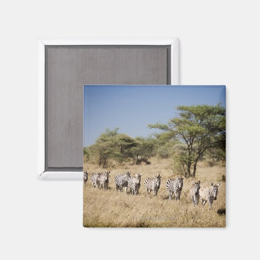 Zebra-Migrationshintergrund, Tansania Magnet (Vorderseite/Rückseite)