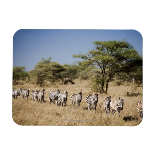 Zebra-Migrationshintergrund, Tansania Magnet (Horizontal)