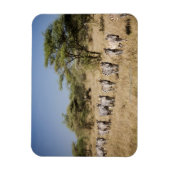 Zebra-Migrationshintergrund, Tansania Magnet (Vertikal)