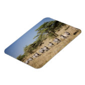 Zebra-Migrationshintergrund, Tansania Magnet (Linke Seite)