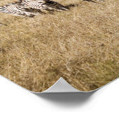 Zebra-Migrationshintergrund, Tansania Poster (Ecke)