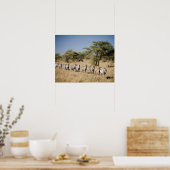 Zebra-Migrationshintergrund, Tansania Poster (Küche)