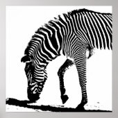 Zebra mit Schatten Poster (Vorne)