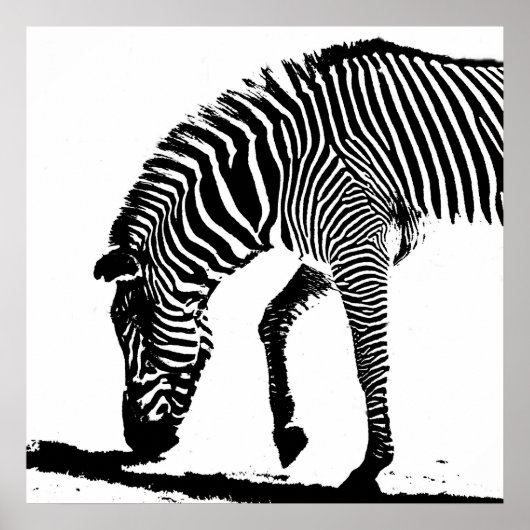 Zebra mit Schatten Poster (Vorne)
