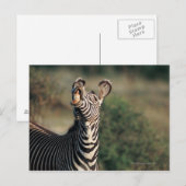 Zebra mit Zähnen (Equus burchelli) Postkarte (Vorne/Hinten)