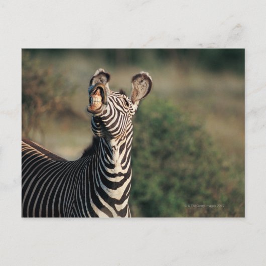 Zebra mit Zähnen (Equus burchelli) Postkarte (Vorderseite)