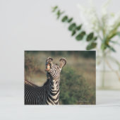 Zebra mit Zähnen (Equus burchelli) Postkarte (Stehend Vorderseite)