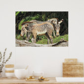 Zebra Mom & Foal 36 x 24 Photo Poster (Küche)