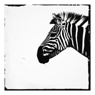 Zebra monochrome Minimalismus Fotodruck