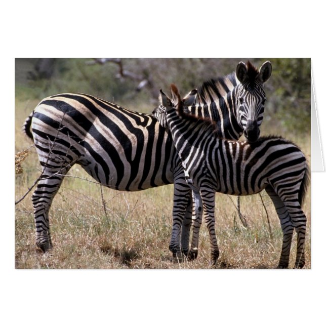 Zebra Mother and Foal (Vorderseite (Horizontal))