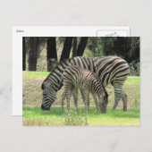 Zebra mum und jung postkarte (Vorne/Hinten)