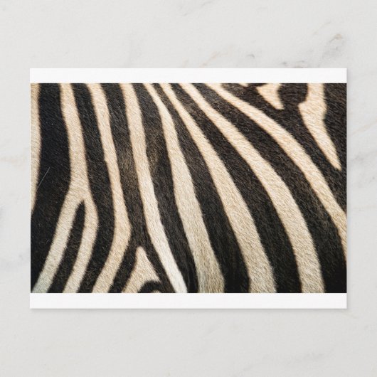 Zebra-Muster Postkarte (Vorderseite)
