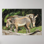 Zebra Mutter & Fohlen 36 x 24 Foto Poster (Vorne)