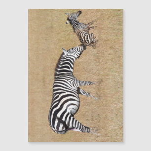 Zebra nach Geburt Magnetkarte