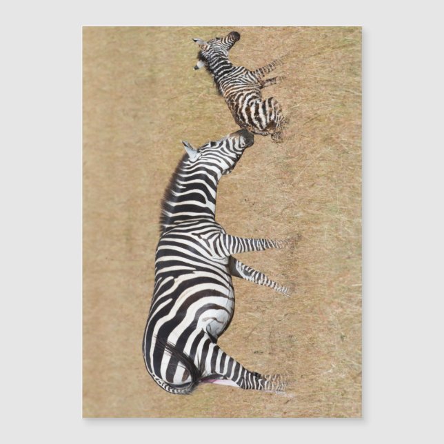 Zebra nach Geburt Magnetkarte (Vorderseite)