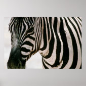 Zebra nach oben nah und gestreift Schwarzweißmuste Poster (Vorne)