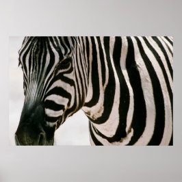 Zebra nach oben nah und gestreift Schwarzweißmuste Poster