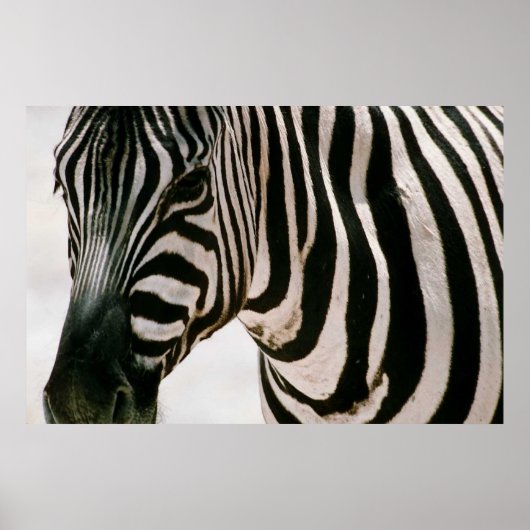 Zebra nach oben nah und gestreift Schwarzweißmuste Poster (Vorne)