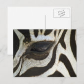 Zebra, Nah auf dem Auge Postkarte (Vorne/Hinten)