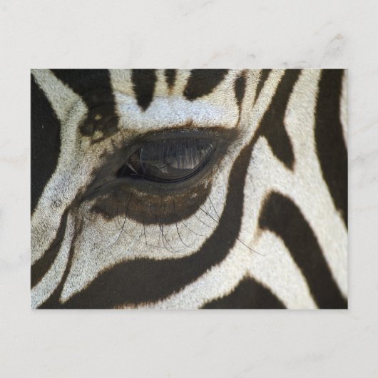 Zebra, Nah auf dem Auge Postkarte (Vorderseite)