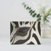 Zebra, Nah auf dem Auge Postkarte (Stehend Vorderseite)