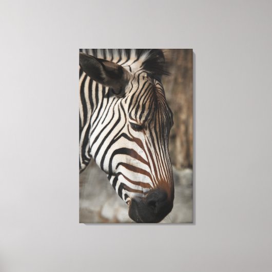 Zebra, nah leinwanddruck (Vorderseite)