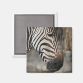 Zebra, nah magnet (Vorderseite/Rückseite)