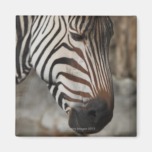 Zebra, nah magnet (Vorne)