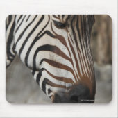 Zebra, nah mousepad (Vorne)