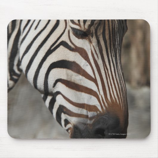 Zebra, nah mousepad (Vorne)