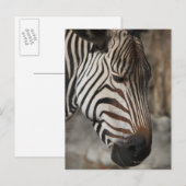 Zebra, nah postkarte (Vorne/Hinten)